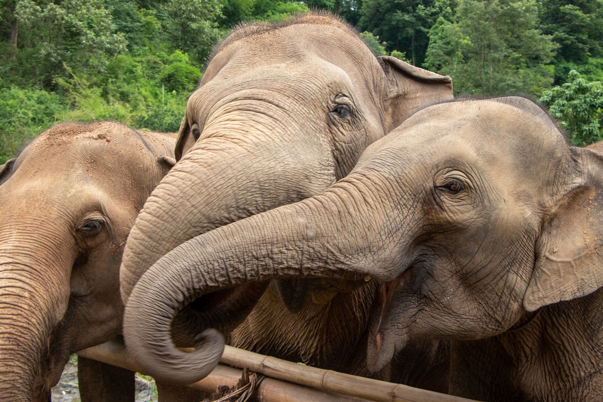 Chiang Mai Elephant Sanctuary, Thailand